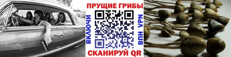 Псилоцибиновые грибы MAGIC MUSHROOMS  KRAKEN онион  Новая Ладога  что такое  